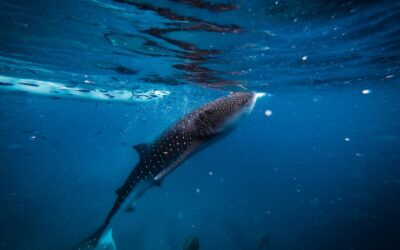 The Ultimate must see and do in Cebu