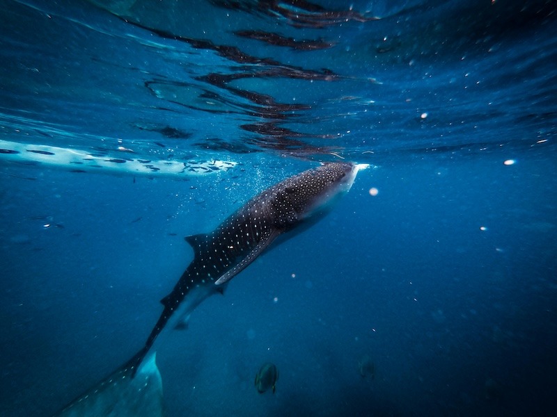 The Ultimate must see and do in Cebu